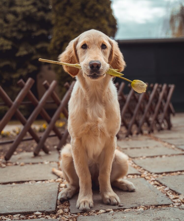 yellow Labrador retriever biting yellow tulip flower